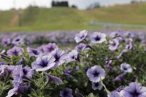 紫色のお花の写真
