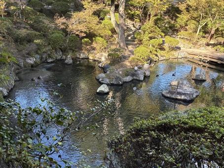 カモ カモ,かも,鳥の写真素材
