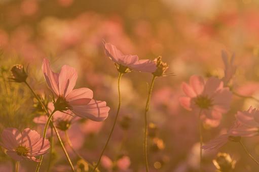 早朝のコスモス畑 早朝のコスモス畑 秋桜,秋,朝焼けの写真素材