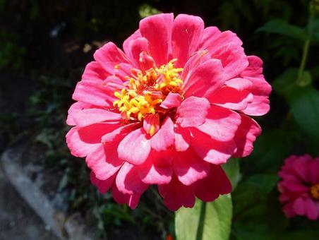 [Flower photo] Zinnia elegans, JPG