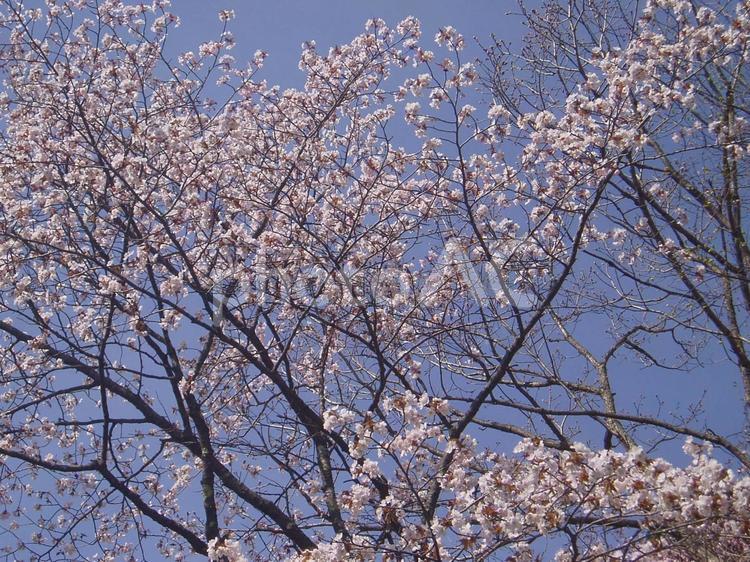 20130525上ところ金比羅山　桜2 桜,上ところ金比羅山,北海道の写真素材
