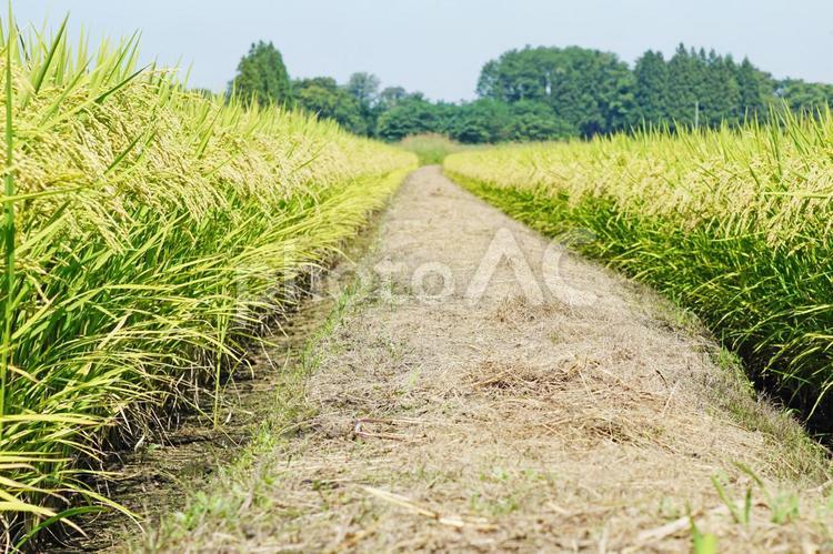 稲穂の風景 稲穂,稲,穂の写真素材