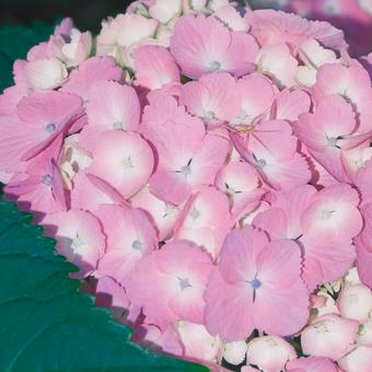 ピンクの紫陽花に隠れる小さなクモ ピンクの紫陽花に隠れる小さなクモの写真