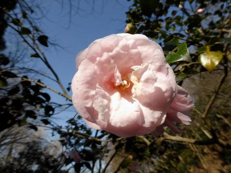 郊外の林道に咲く大輪のツバキの花 郊外の林道に咲く大輪のツバキの花 ツバキ,花,植物の写真素材