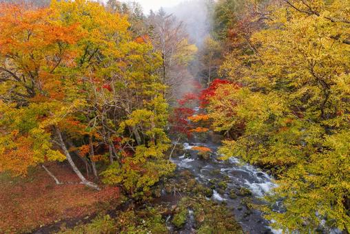 滝見橋の紅葉 滝見橋の紅葉,紅葉,阿寒湖の写真素材