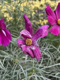 枯れた花（縦） 花,枯れる,悲しいの写真素材