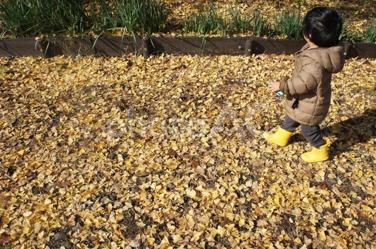 落ち葉の中を歩く子供 落ち葉,秋,枯れ葉の写真素材