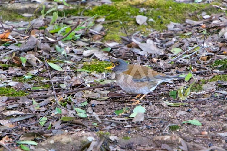 落ち葉の上のシロハラ シロハラ,野鳥,地面の写真素材