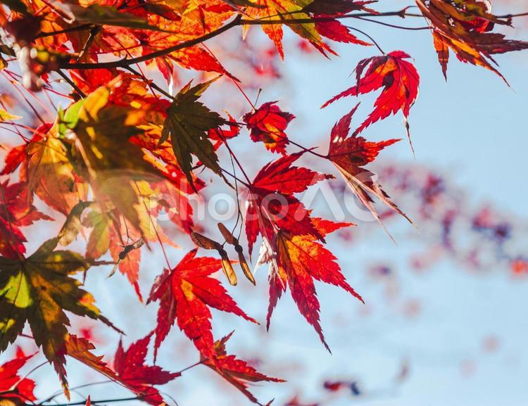 城峯公園　紅葉風景　紅葉　もみじ 城峯公園,紅葉,もみじの写真素材