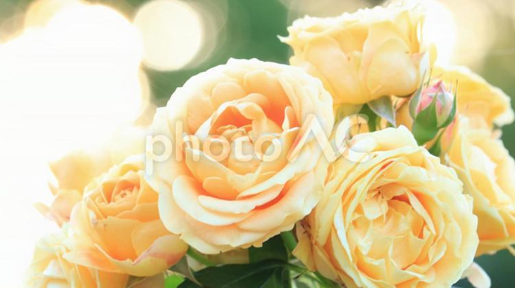 夕日の中のイエローローズ  逆光 バラ,薔薇,フラワーの写真素材