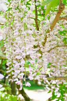 春の藤棚 藤棚,藤,藤の花の写真素材