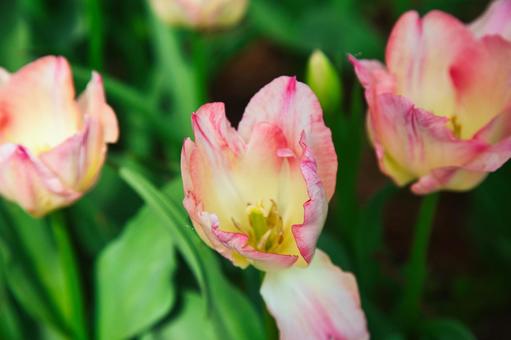 Cute pink tulips, JPG Cute pink tulips, JPG