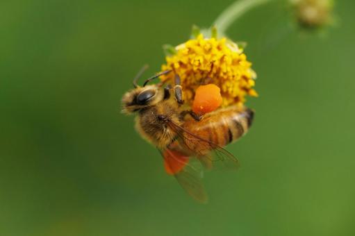 コセンダングサの蜜と花粉を集めるミツバチの写真