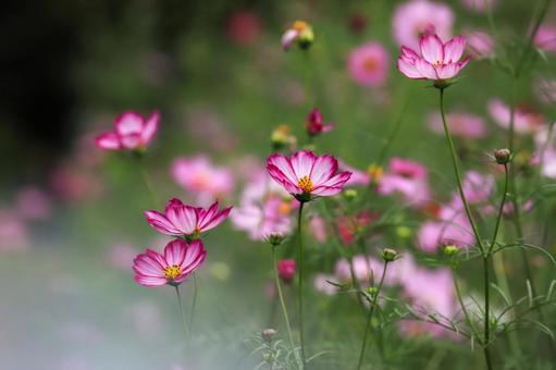 コスモス畑 コスモス,秋桜,秋の写真素材