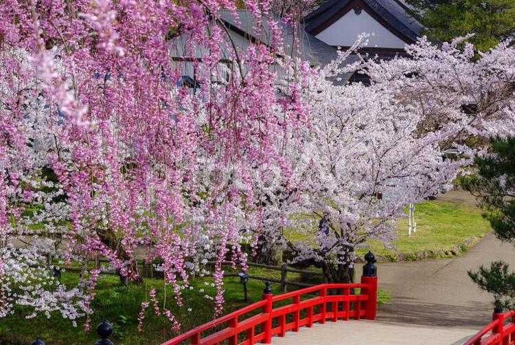 弘前公園　鷹丘橋と桜 桜,花びら,ソメイヨシノの写真素材