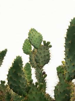 Photo, prick's cactus, cactus, foreign species, 