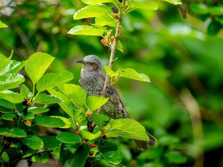 枝にとまるヒヨドリ 枝にとまるヒヨドリ ヒヨドリ,野鳥,鳥の写真素材