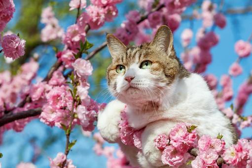 ペットの猫 ペットの猫 猫,ペット,動物の写真素材