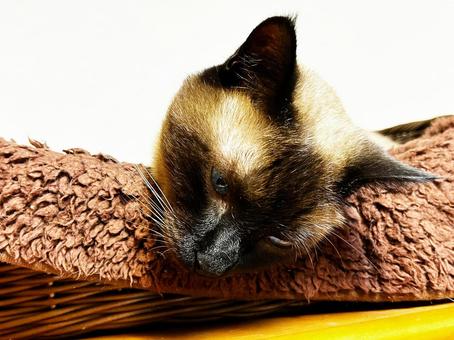 目を開けたまま眠るシャム猫 目を開けたまま眠るシャム猫 シャム猫,ねこ,ネコの写真素材