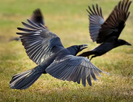 芝生から飛び立つカラス 芝生から飛び立つカラスの写真