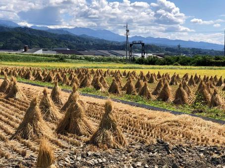 新米の収穫 新米の収穫の写真