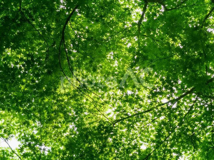 初夏の新緑のイメージ 初夏,緑,木々の写真素材