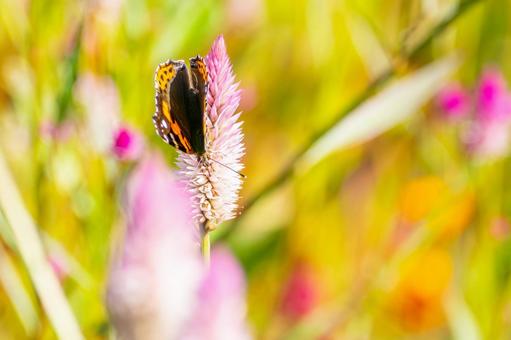 アカタテハ(30) アカタテハ(30)の写真