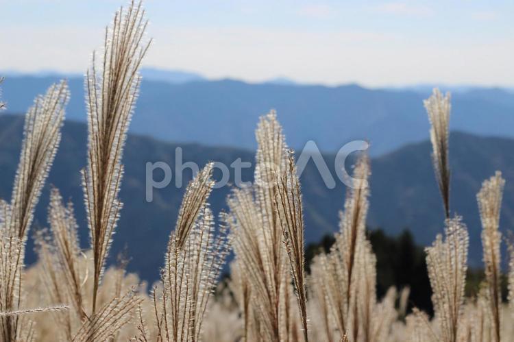 ススキと山脈 ススキ,すすき,山々の写真素材