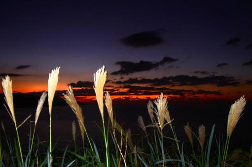 夕焼けとススキ 秋イメージ ライトアップ 夕焼けとススキ 秋イメージ ライトアップの写真