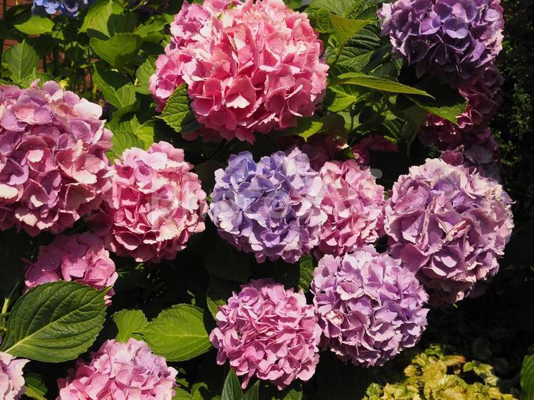 ニューヨークに咲くアジサイの花 アジサイ,梅雨,6月の写真素材