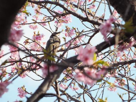 春空を見上げるヒヨドリと河津桜 春空を見上げるヒヨドリと河津桜 ヒヨドリ,桜,河津桜の写真素材