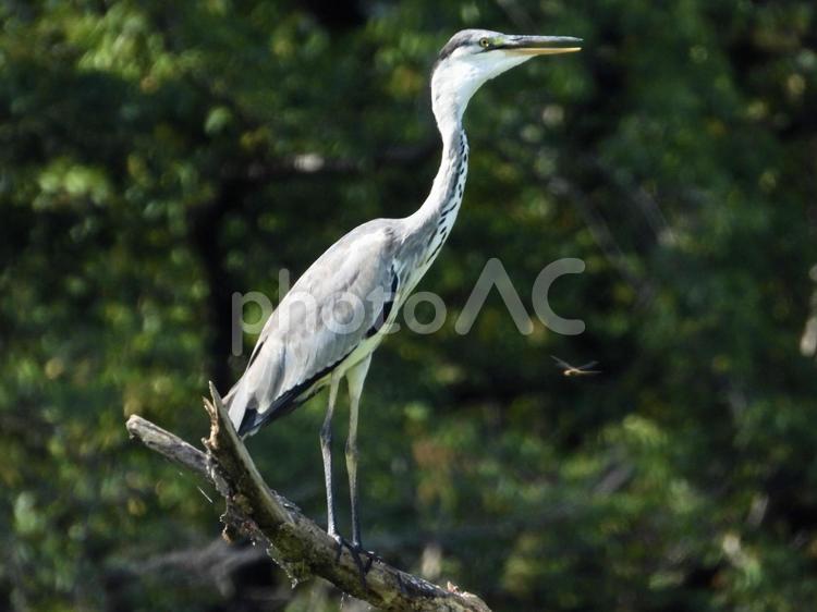 枯れ木の上で喉を震わすアオサギ 鳥,野鳥,アオサギの写真素材