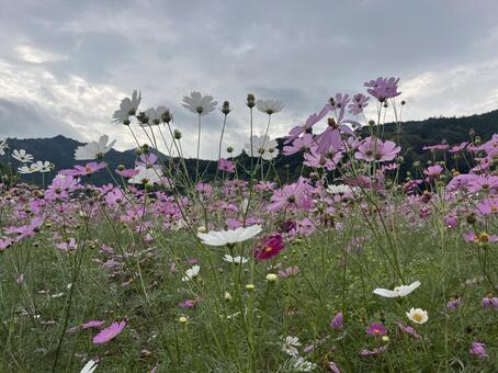 コスモス 花,自然,コスモスの写真素材
