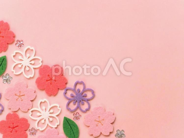 桜フェルトの桜色フレーム 桜,春,フレームの写真素材