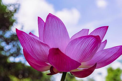 古代ハスの花6ー28 古代ハスの花6ー28の写真
