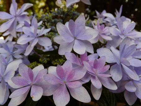 あじさいの写真