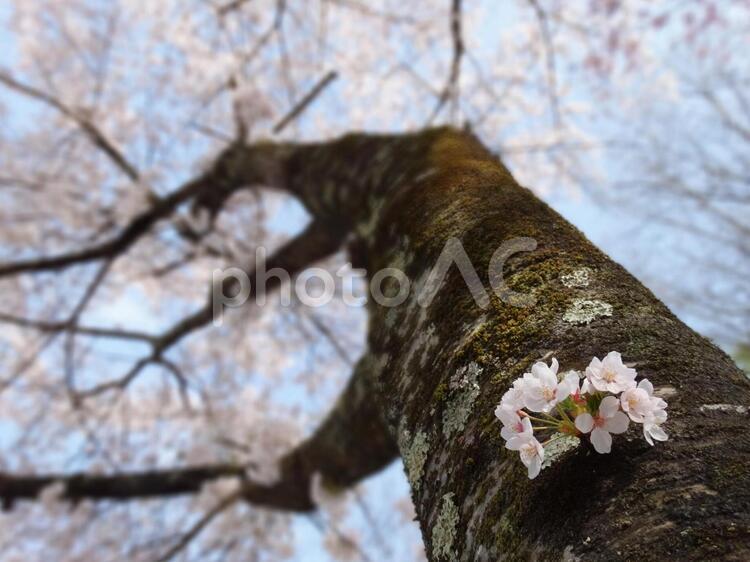 見上げる桜の幹 桜,ピンク,イメージの写真素材