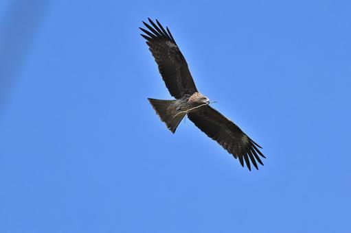 Black Kite, JPG