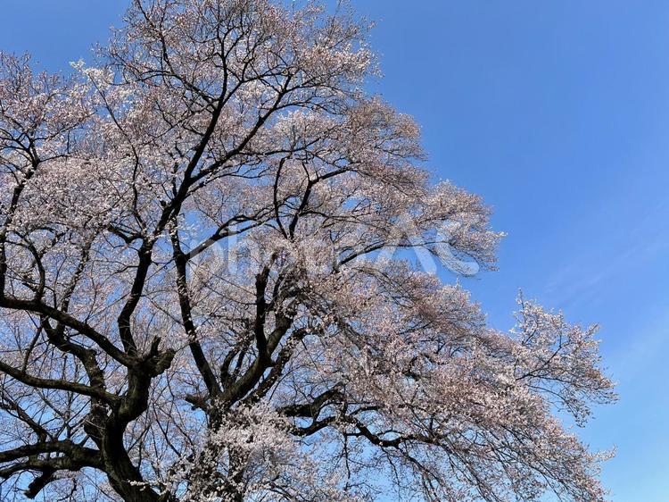 わに塚のサクラ わに塚のサクラ,わに塚の桜,韮崎市の写真素材