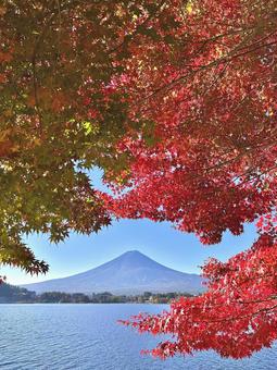 河口湖畔から見る紅葉と富士山 富士山,紅葉,もみじの写真素材