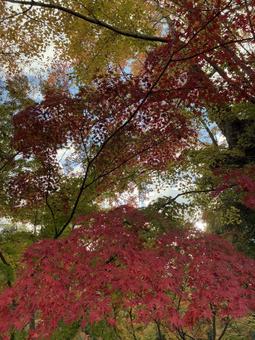 紅葉 紅葉,もみじ,赤の写真素材