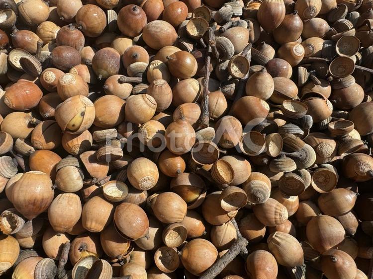 どんぐりのイメージ どんぐり,どんぐり拾い,茶色の写真素材