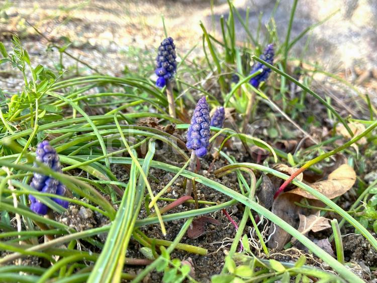 生えてきたムスカリ２ ムスカリ,紫,花の写真素材