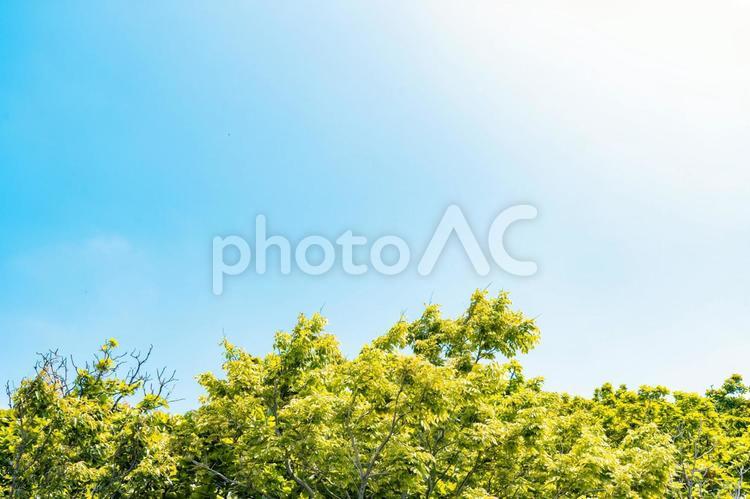 青空と木の緑の背景 空,新緑,春の写真素材