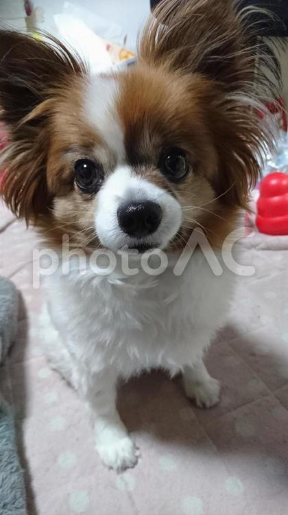 きらきらおめめで見つめられちゃいました。 ふわふわ,スタジオ,ペットの写真素材