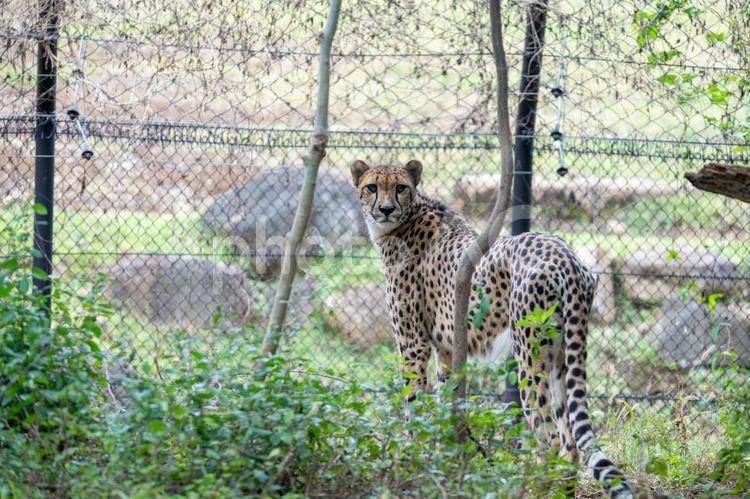 カメラ目線の美しいチーター カメラ目線,チーター,振り向くの写真素材