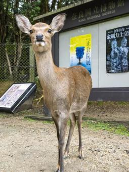 博物館前の誇らしき鹿 奈良公園,鹿,奈良国立博物館の写真素材