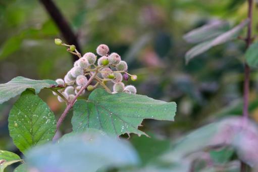 ガマズミ ガマズミの写真