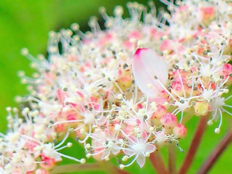 Japanese Flowers, JPG Japanese Flowers, JPG