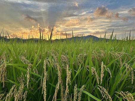 稲と夕陽 稲と夕陽の写真